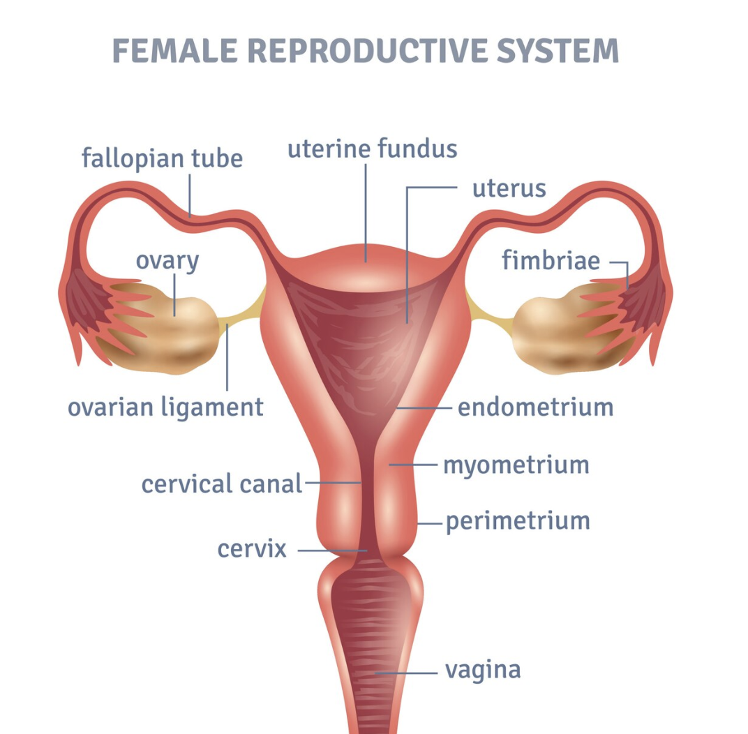 Female Reproductive System
