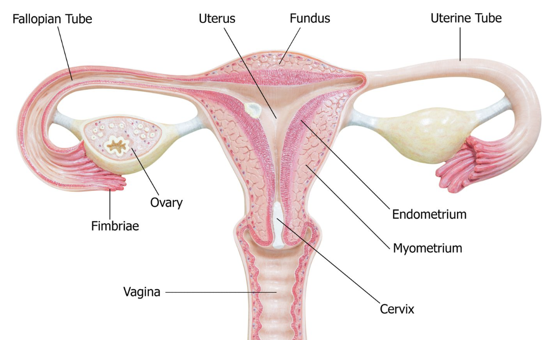 Reconstructive fallopian tube surgery